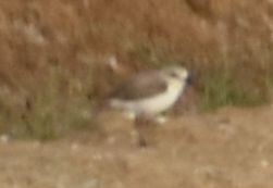 東方環頸鴴 - ML647101663