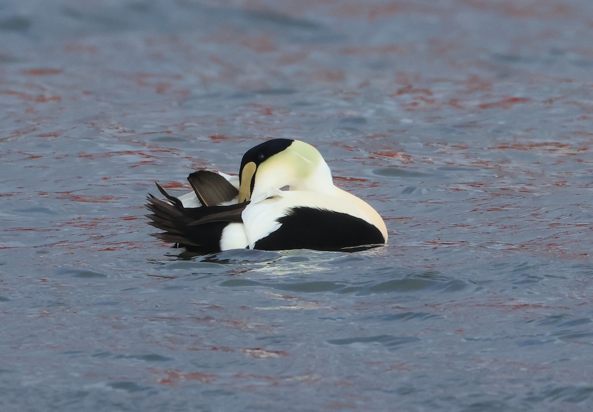 Common Eider - ML647101664