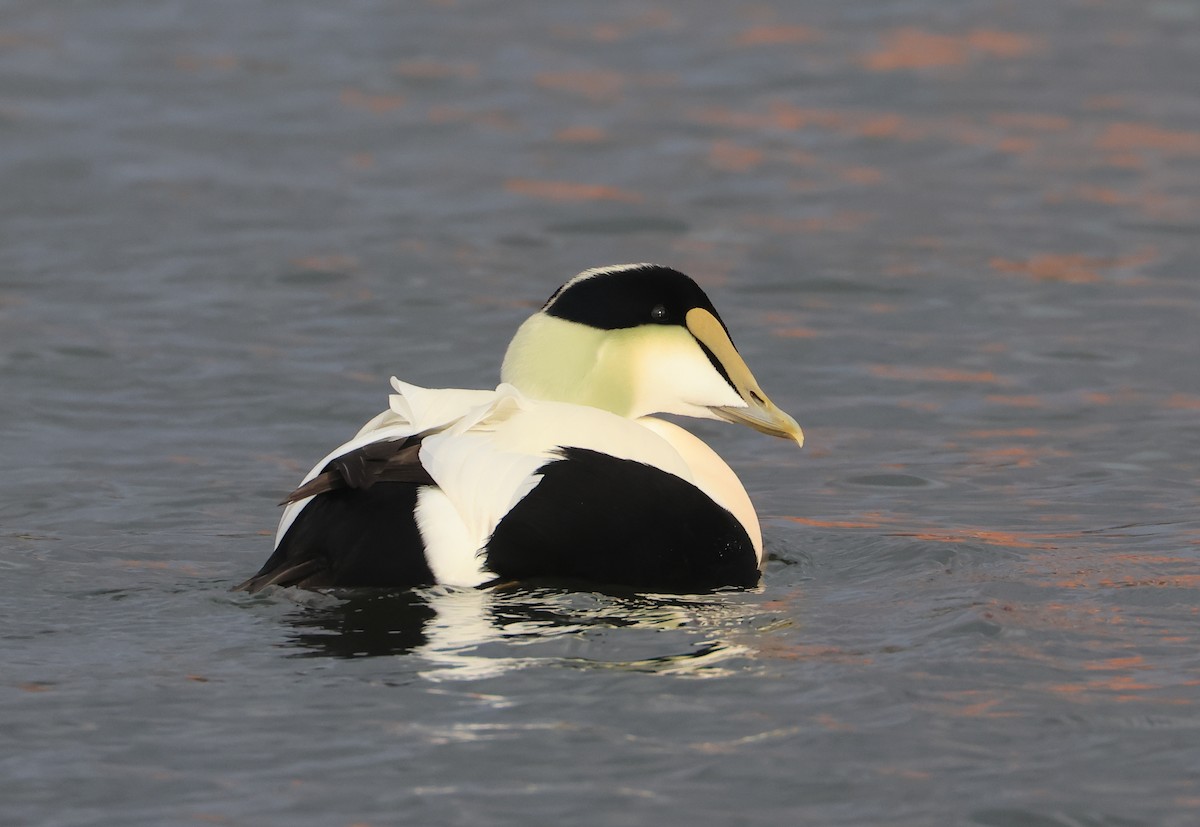 Common Eider - ML647101665