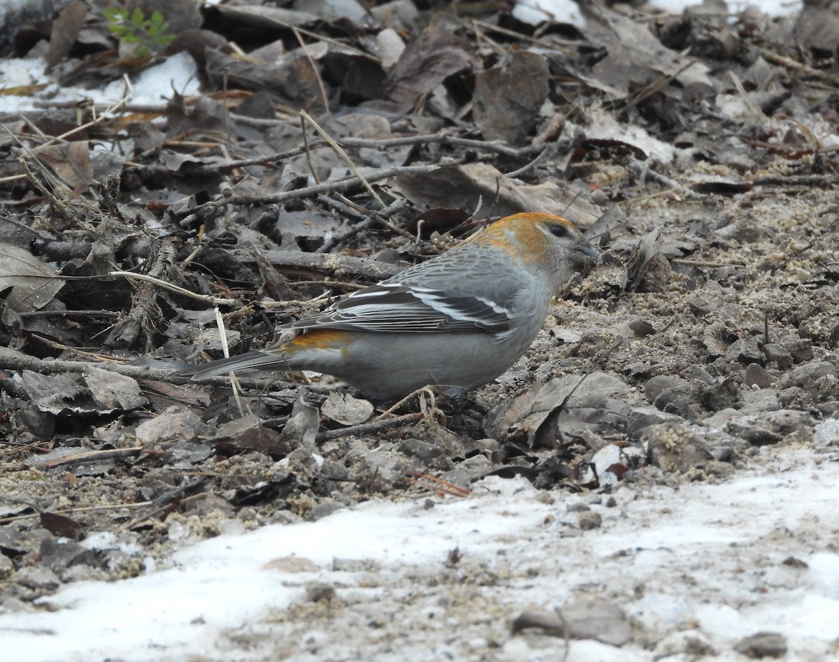 Durbec des sapins - ML647101667