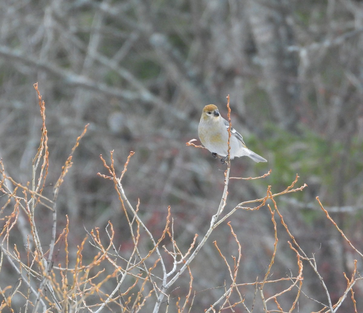 Durbec des sapins - ML647101670