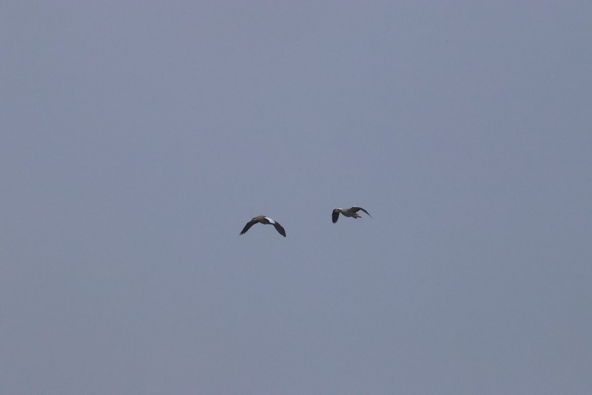 埃及雁 - ML647101673