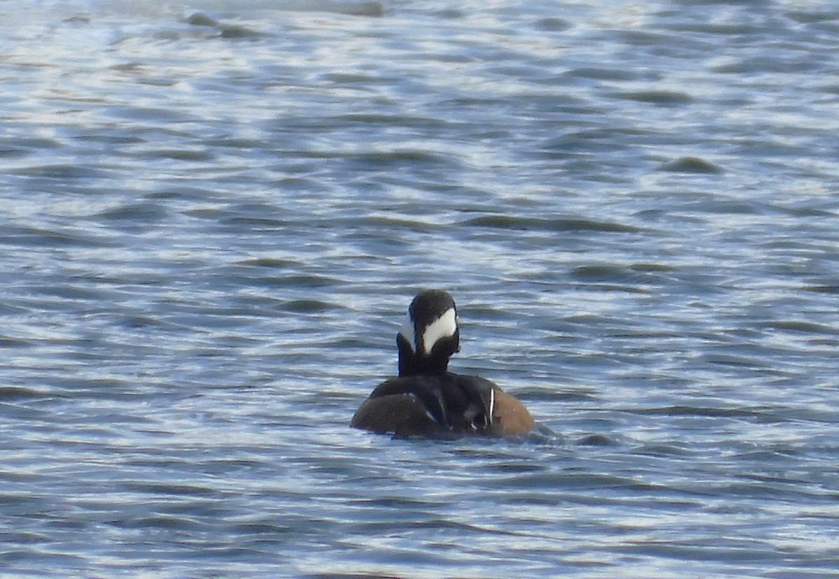 Hooded Merganser - ML647101674