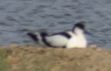 反嘴鴴 - ML647101675