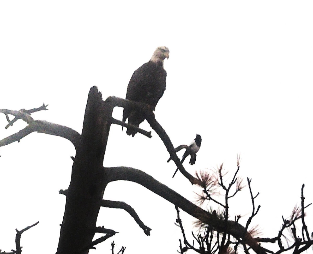 Bald Eagle - ML647101676