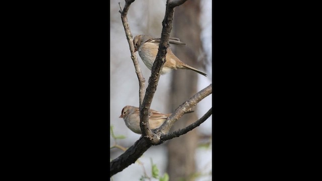 White-crowned Sparrow - ML647101678