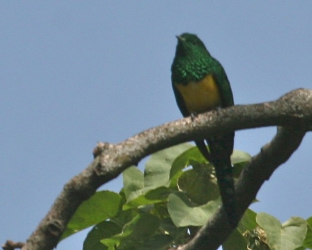 African Emerald Cuckoo - ML647101679
