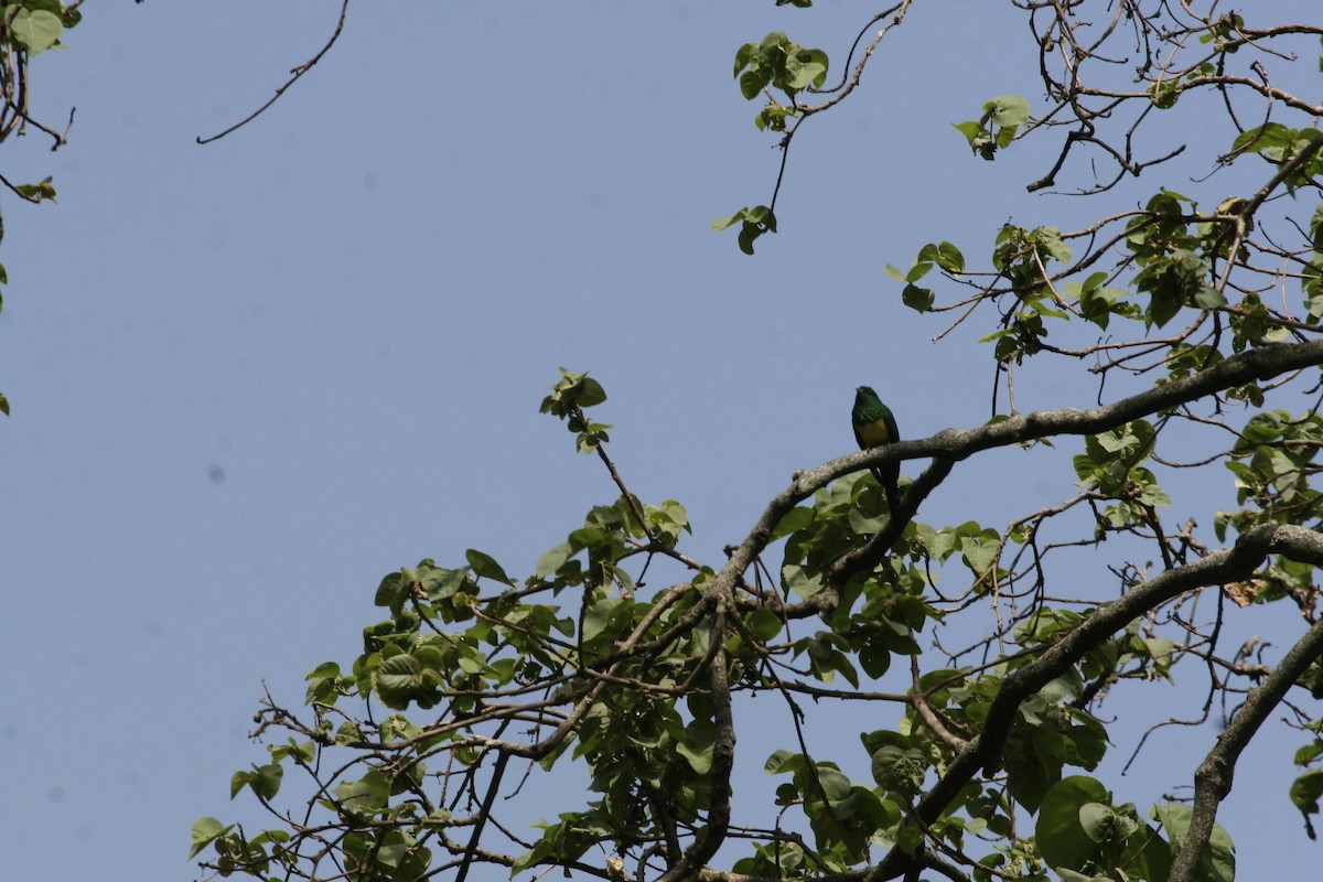 African Emerald Cuckoo - ML647101686