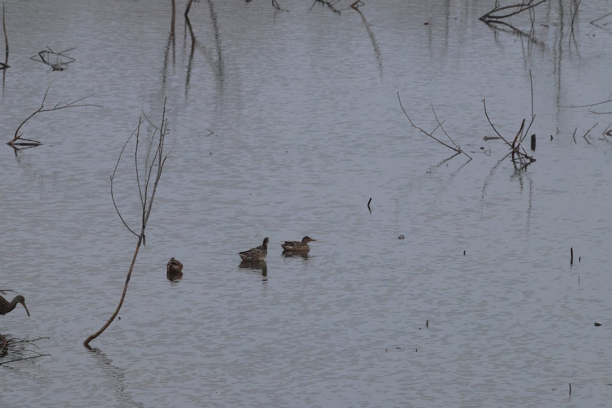 Mestolone - ML647101689