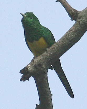 African Emerald Cuckoo - ML647101692