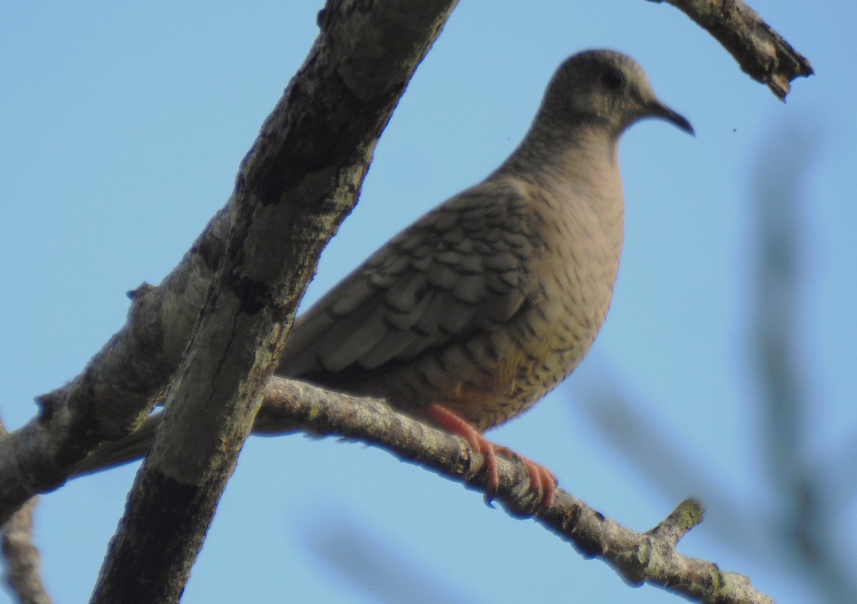 Inca Dove - ML647101695