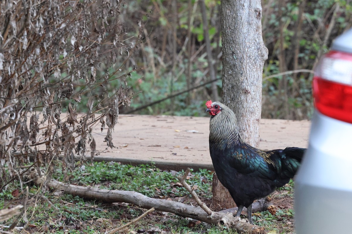 Red Junglefowl (Domestic type) - ML647101706