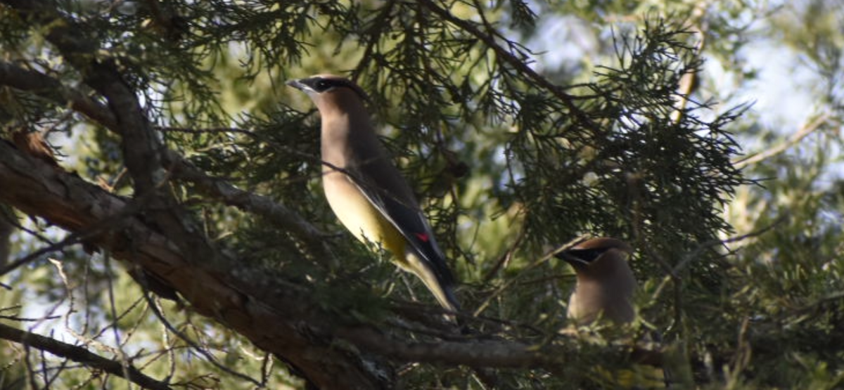 ヒメレンジャク - ML647101708