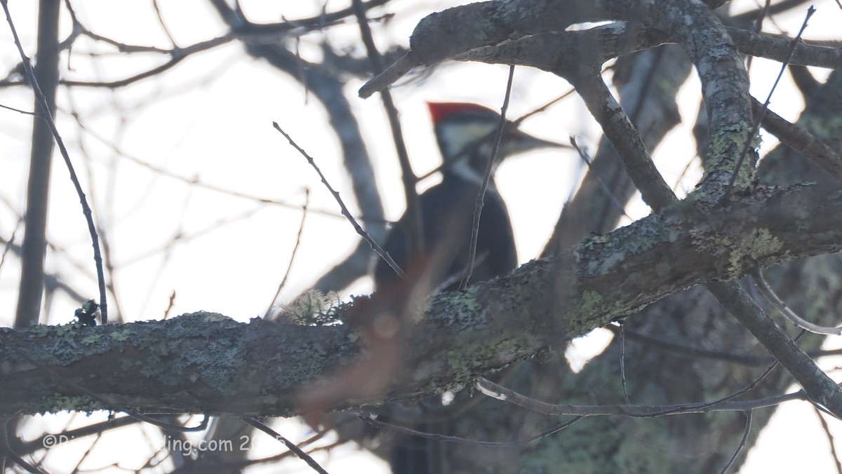 hvitbrynsvartspett - ML647101713