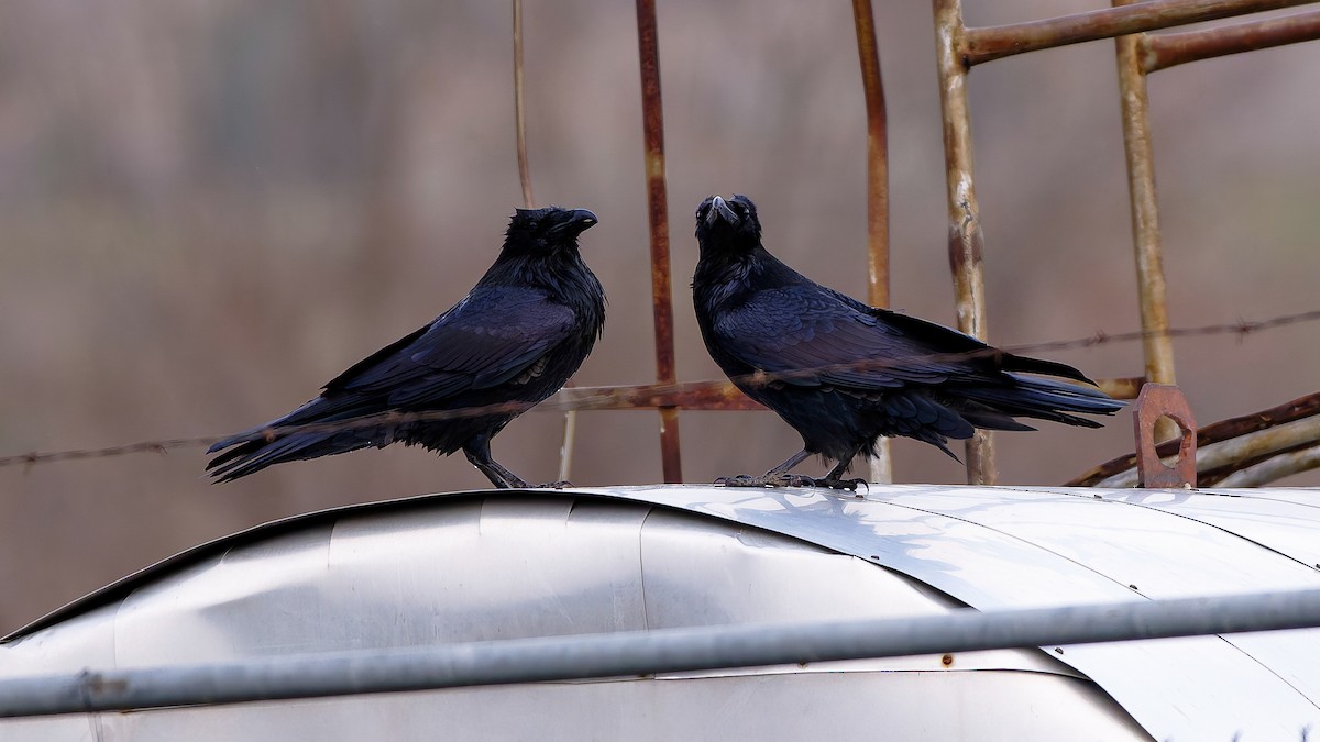 Cuervo Grande - ML647101721