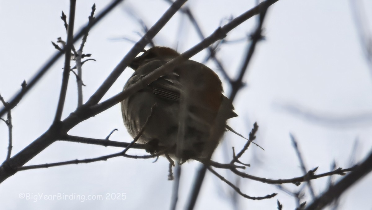 Pinu-gailupa - ML647101723