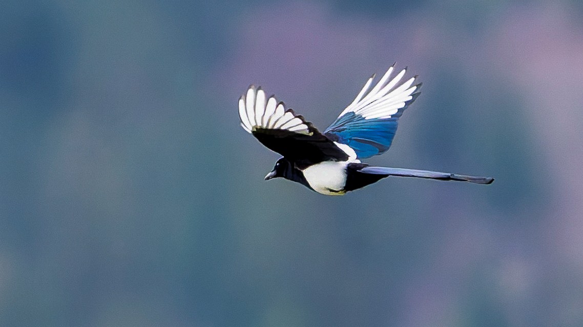 straka americká - ML647101726