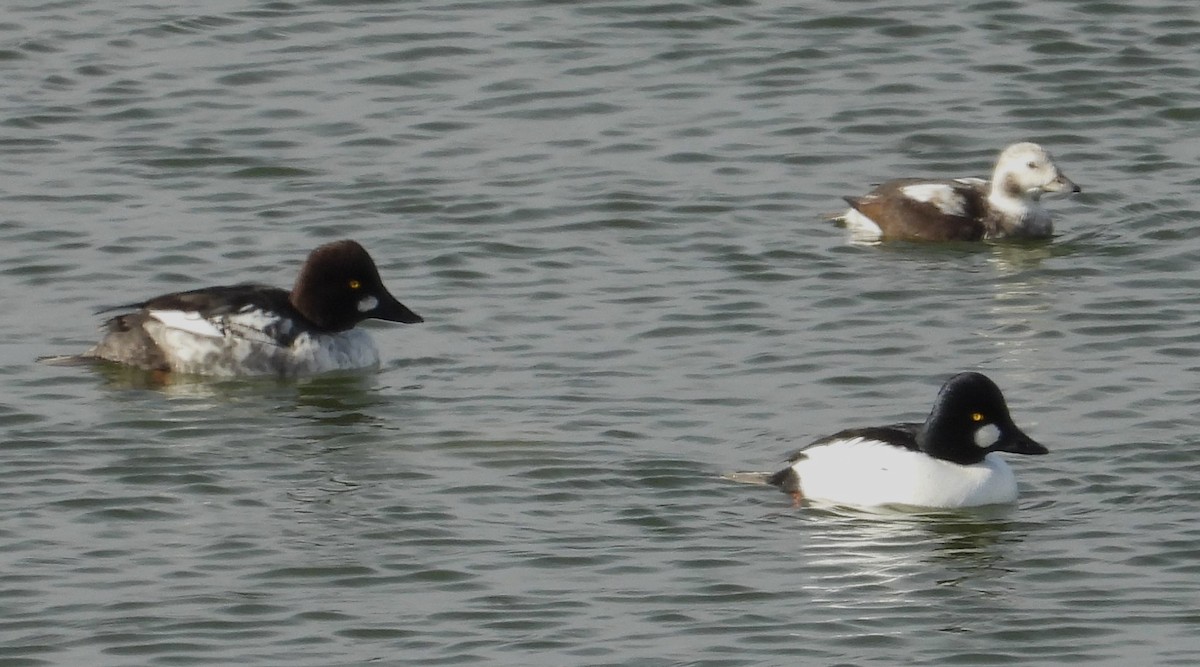 Long-tailed Duck - ML647101729