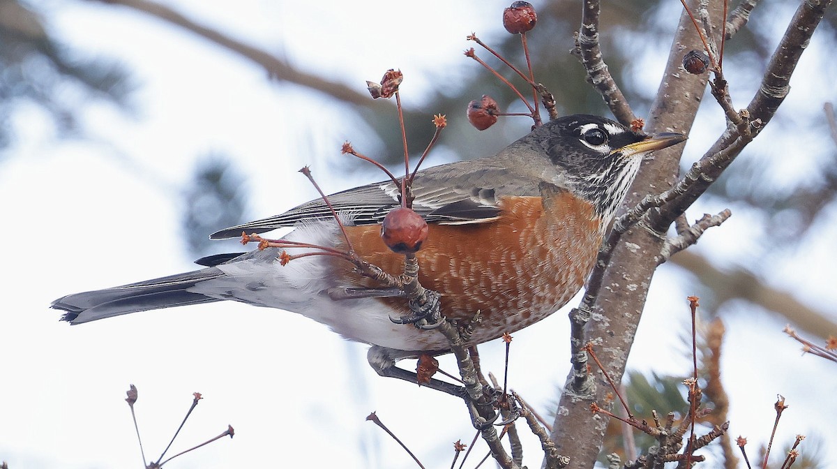 קיכלי נודד - ML647101731