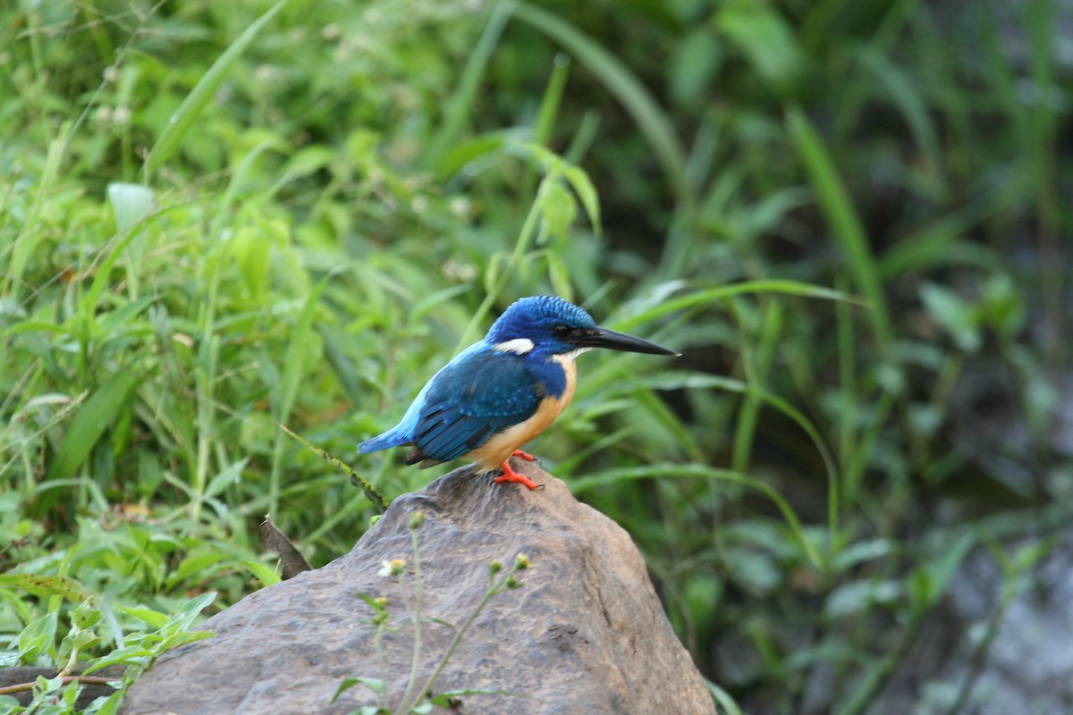 Half-collared Kingfisher - ML647101735