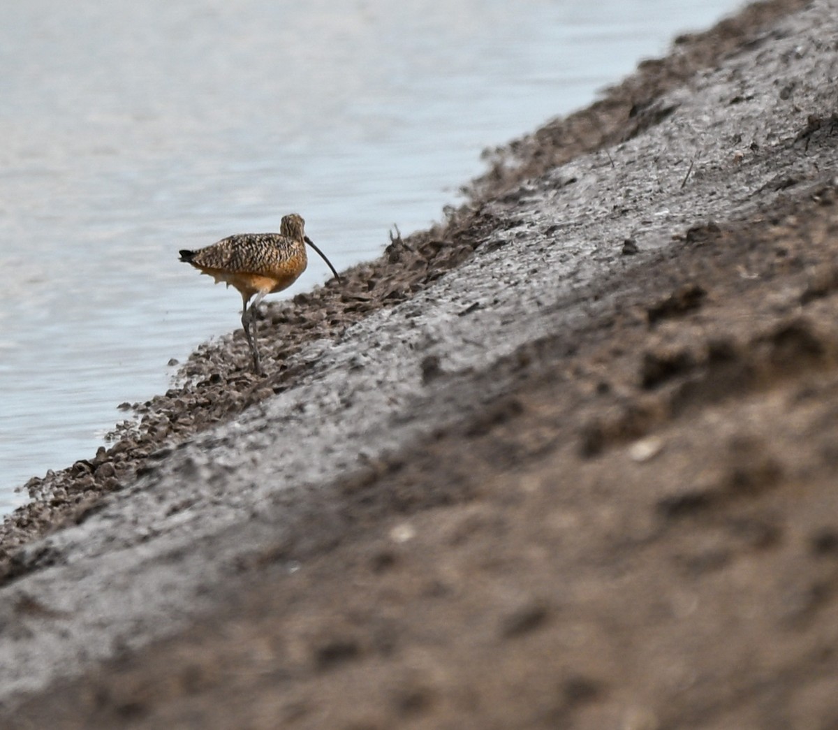 Кульон американський - ML647101744