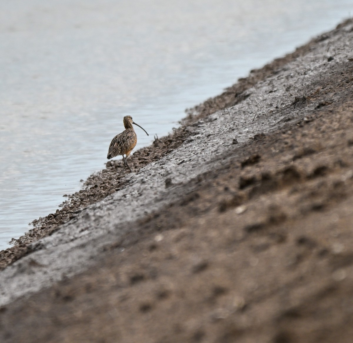 Кульон американський - ML647101745