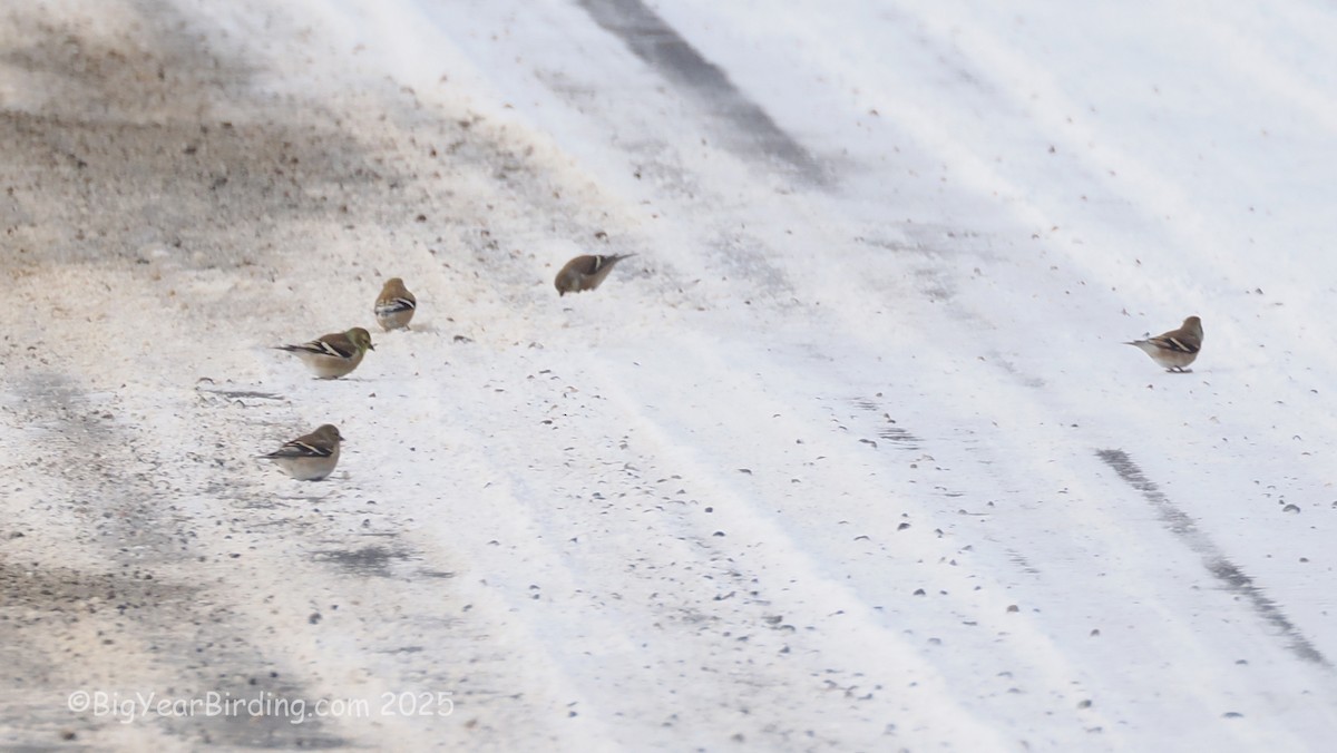 čížek žlutý - ML647101746