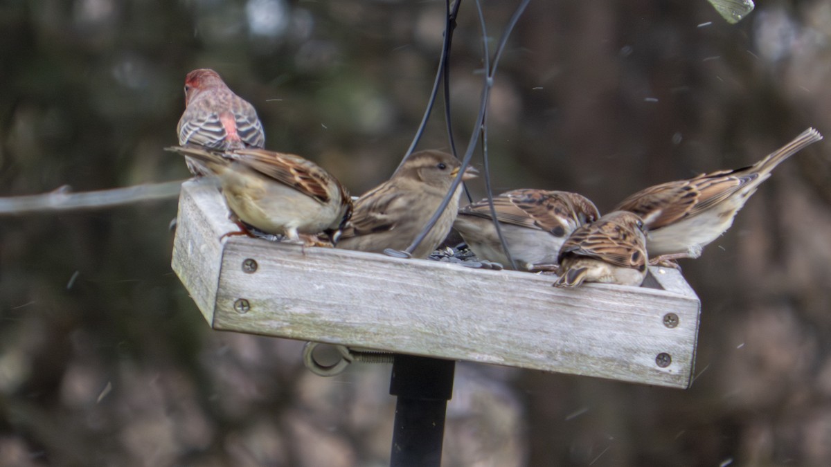 Gorrión Común - ML647101747