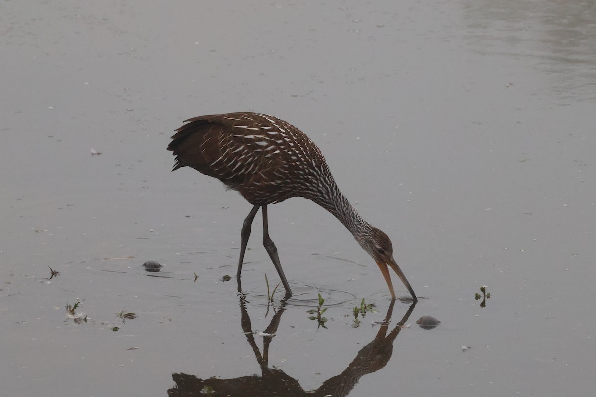 ツルモドキ - ML647101751