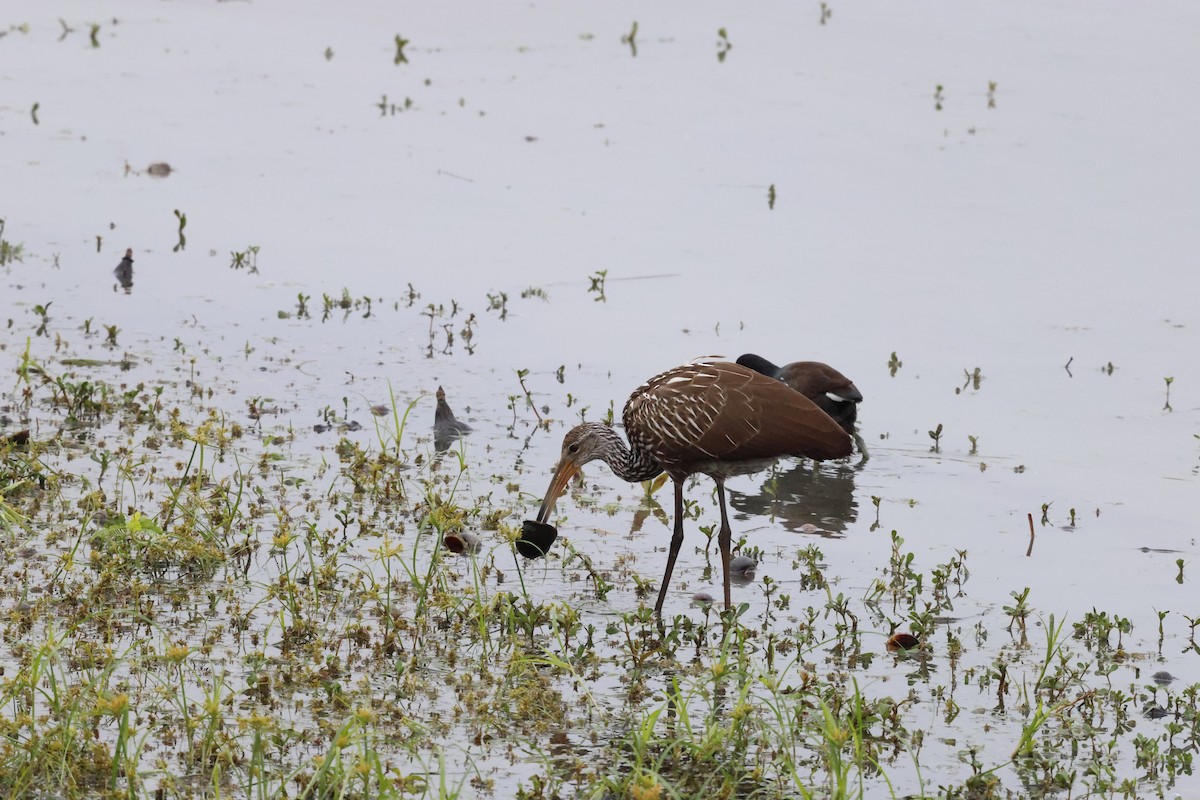 ツルモドキ - ML647101752