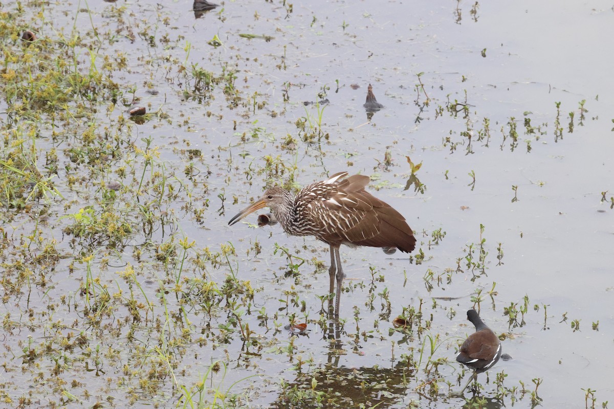 ツルモドキ - ML647101753