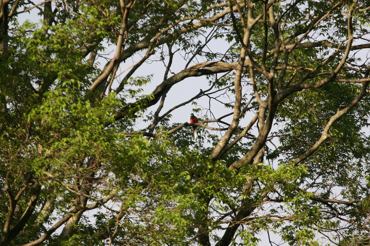 Narina Trogon - ML647101755