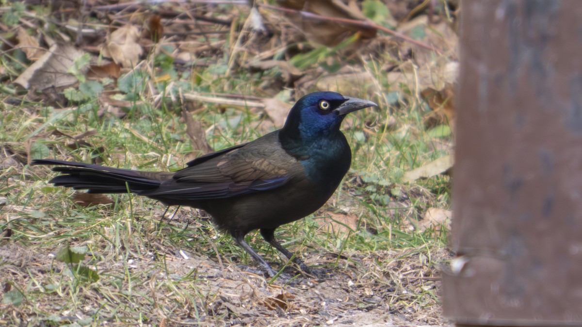 Common Grackle - ML647101757