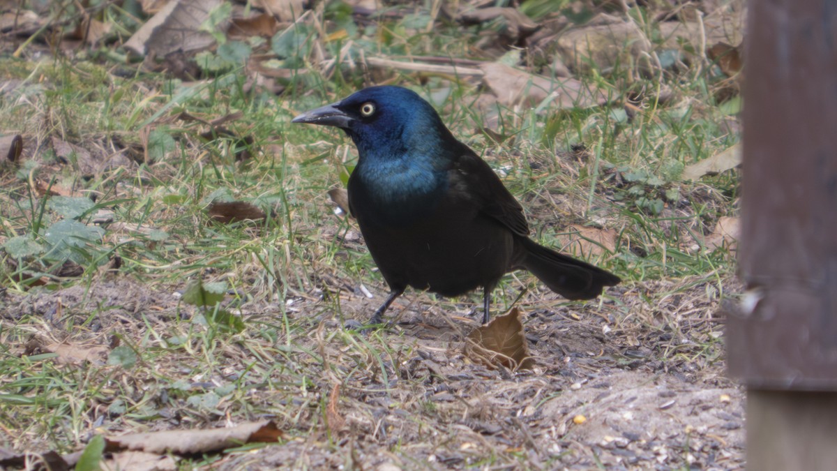 オオクロムクドリモドキ - ML647101758