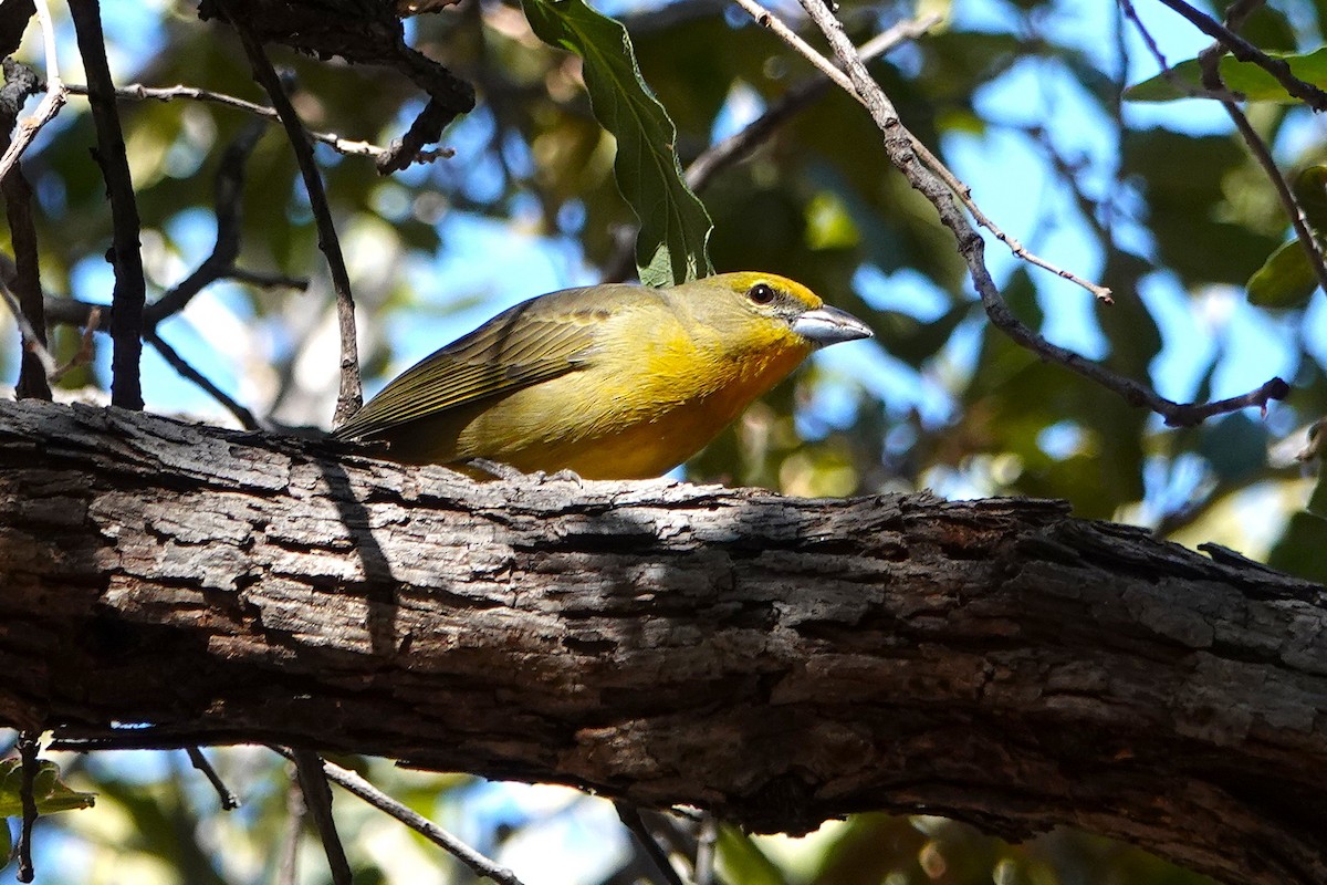 レンガフウキンチョウ - ML647101762