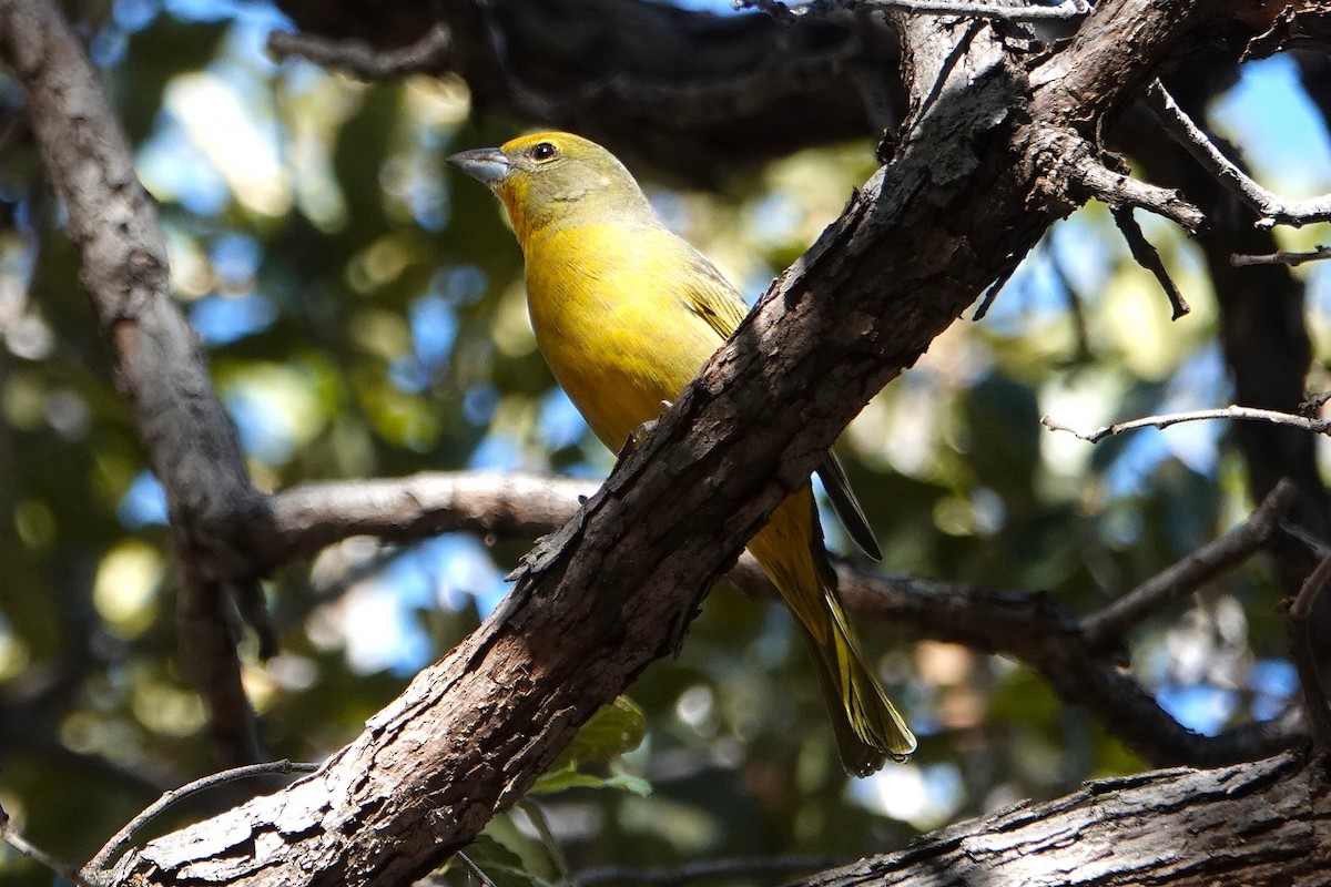 Піранга червона - ML647101763