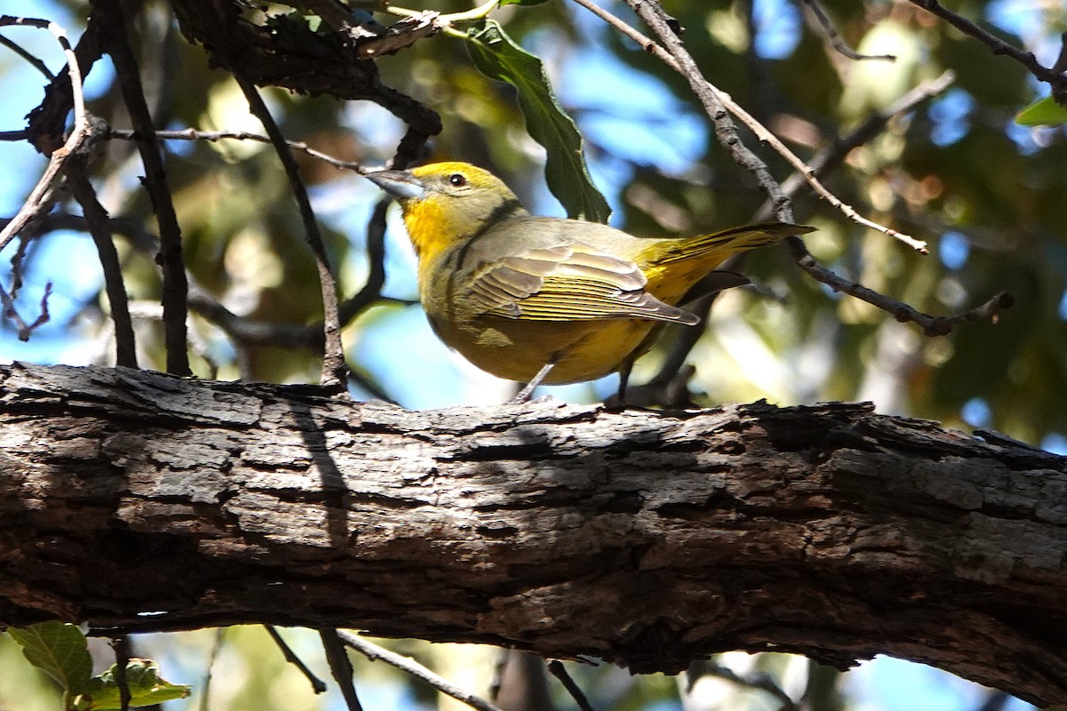 Піранга червона - ML647101764