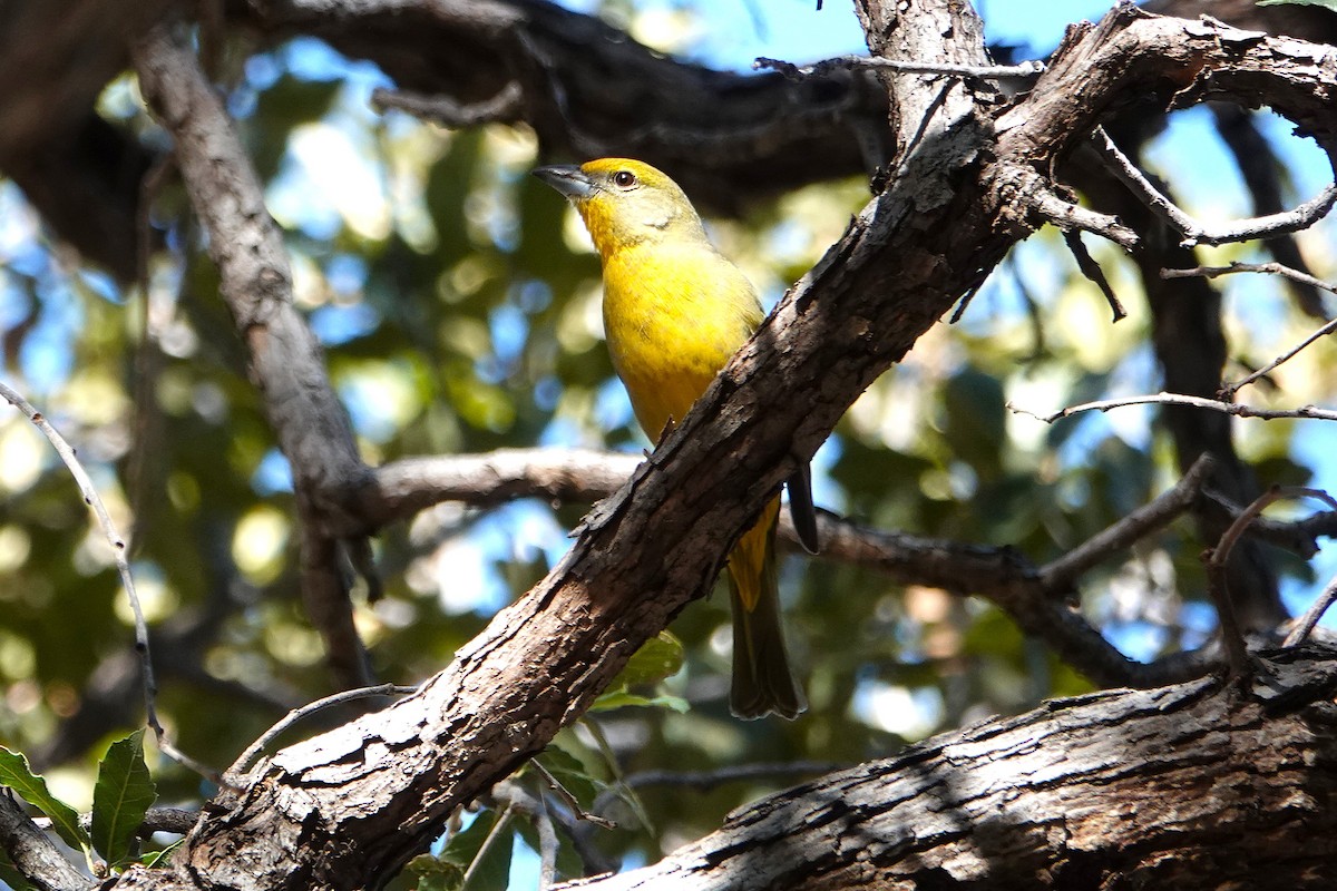 Піранга червона - ML647101765