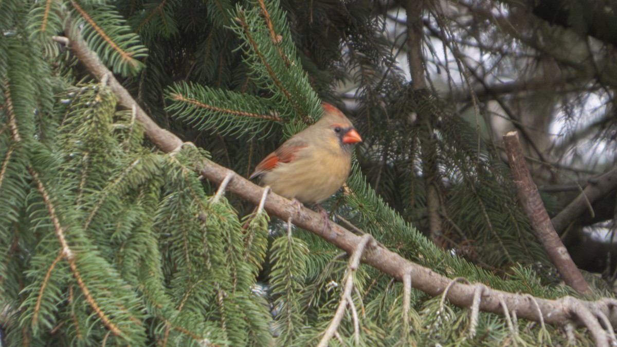 ショウジョウコウカンチョウ - ML647101768