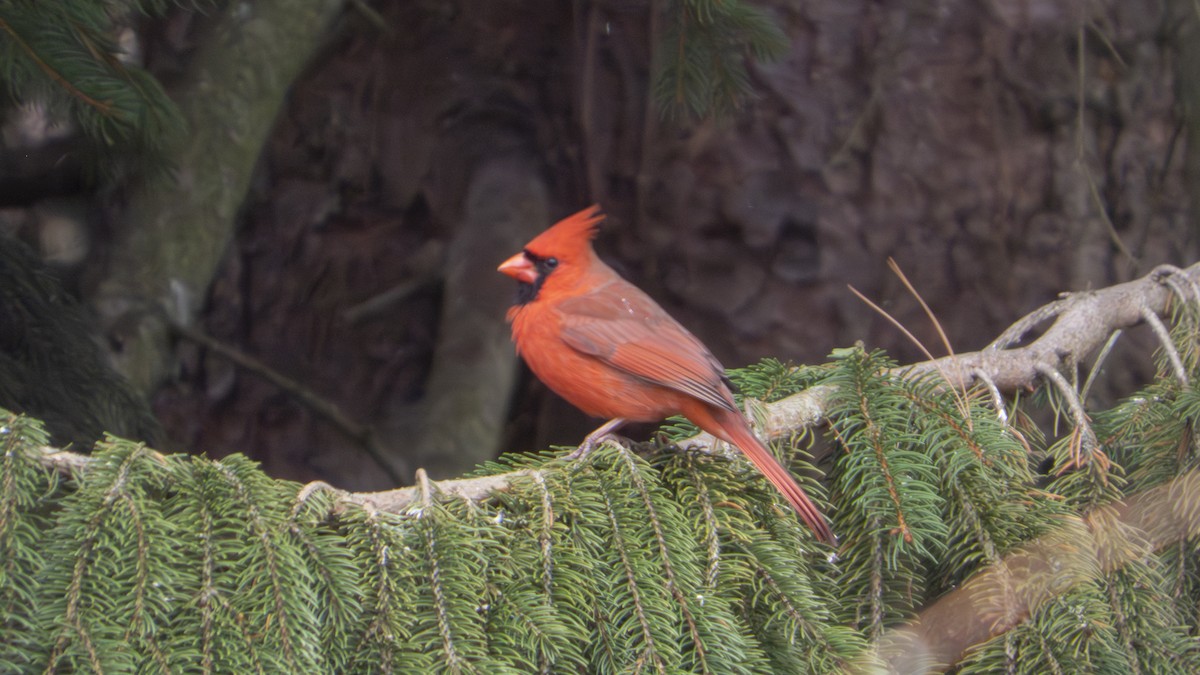 ショウジョウコウカンチョウ - ML647101769