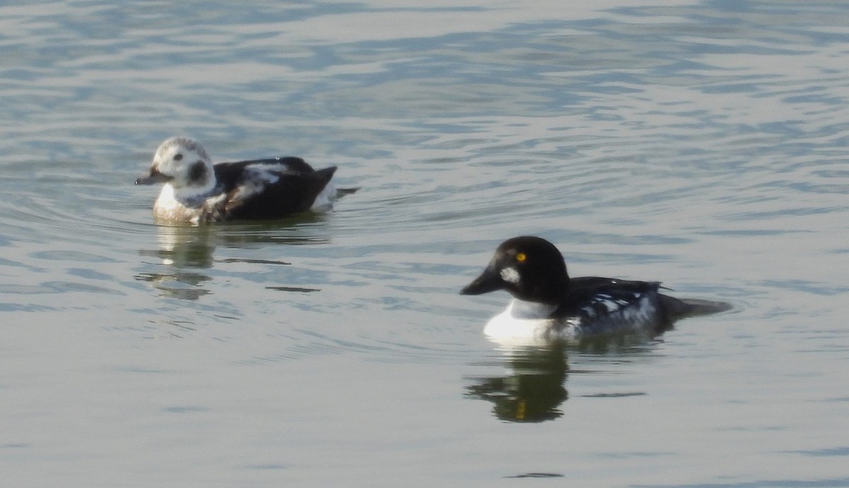 コオリガモ - ML647101771