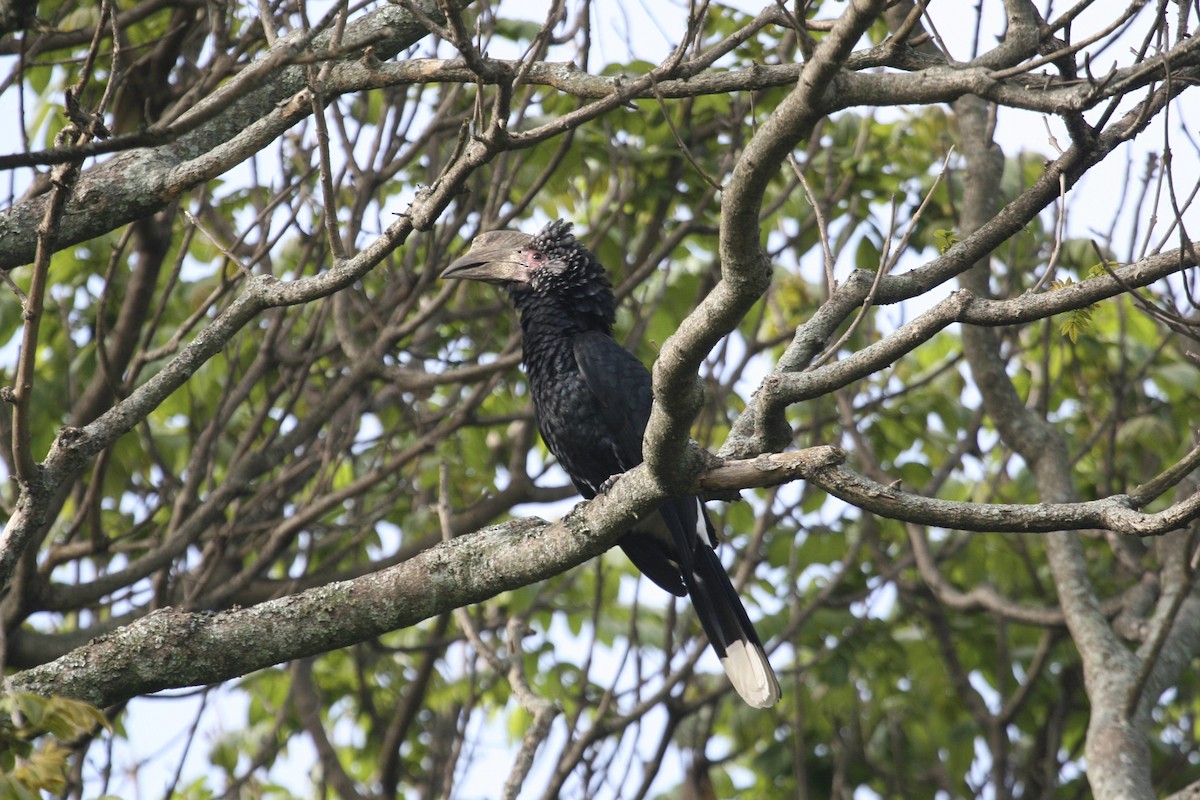 ギンガオサイチョウ - ML647101772