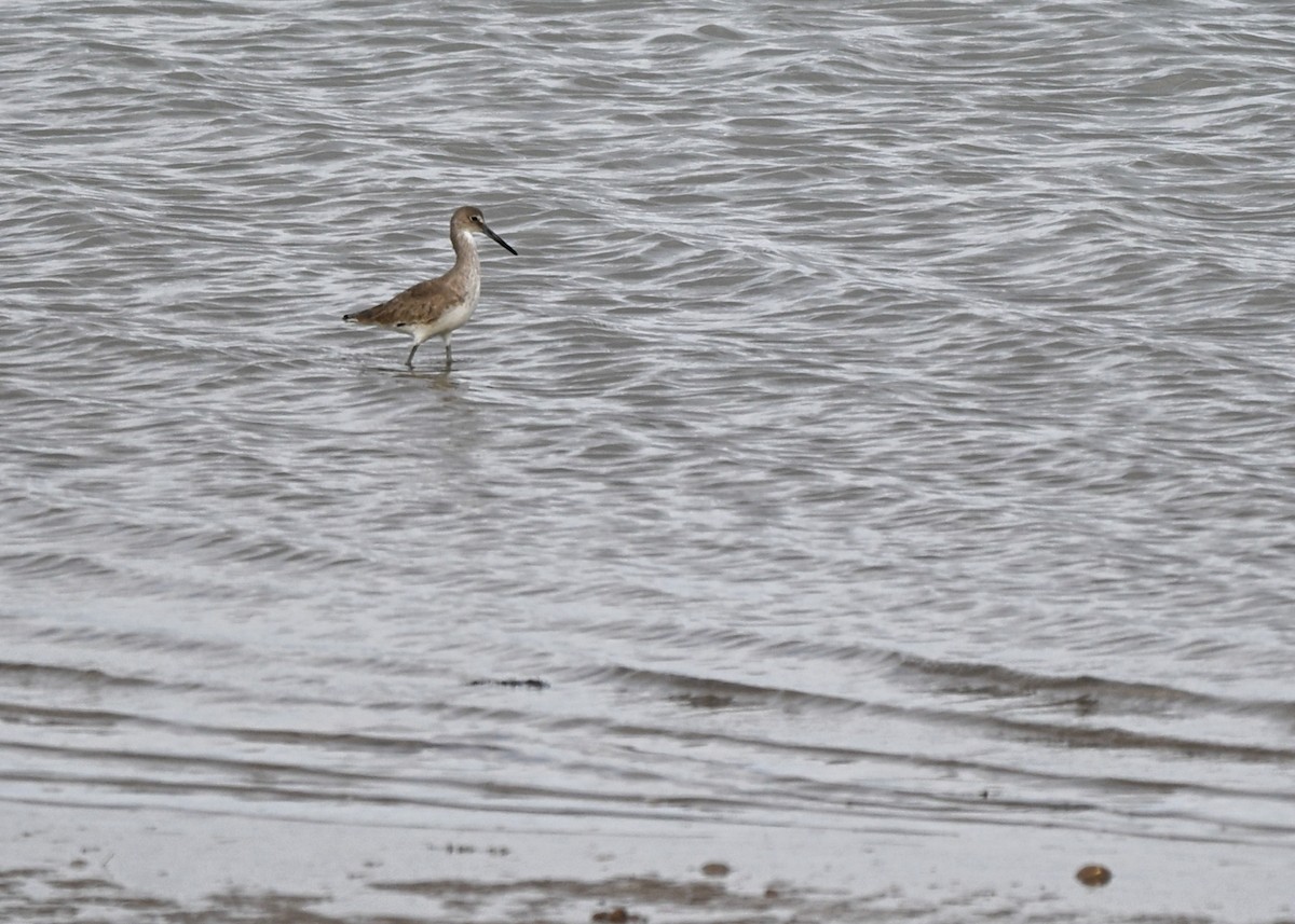 ハジロオオシギ - ML647101773