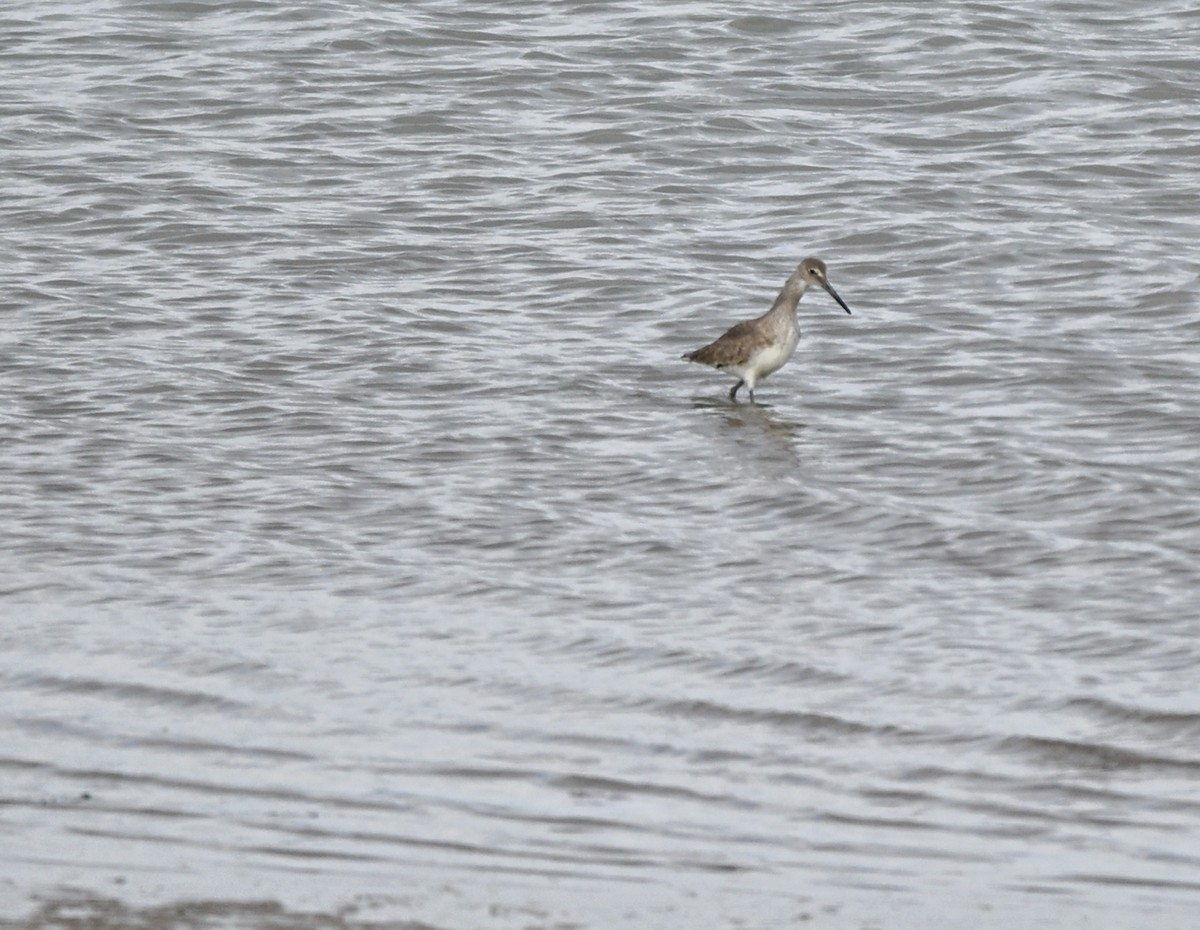 ハジロオオシギ - ML647101774