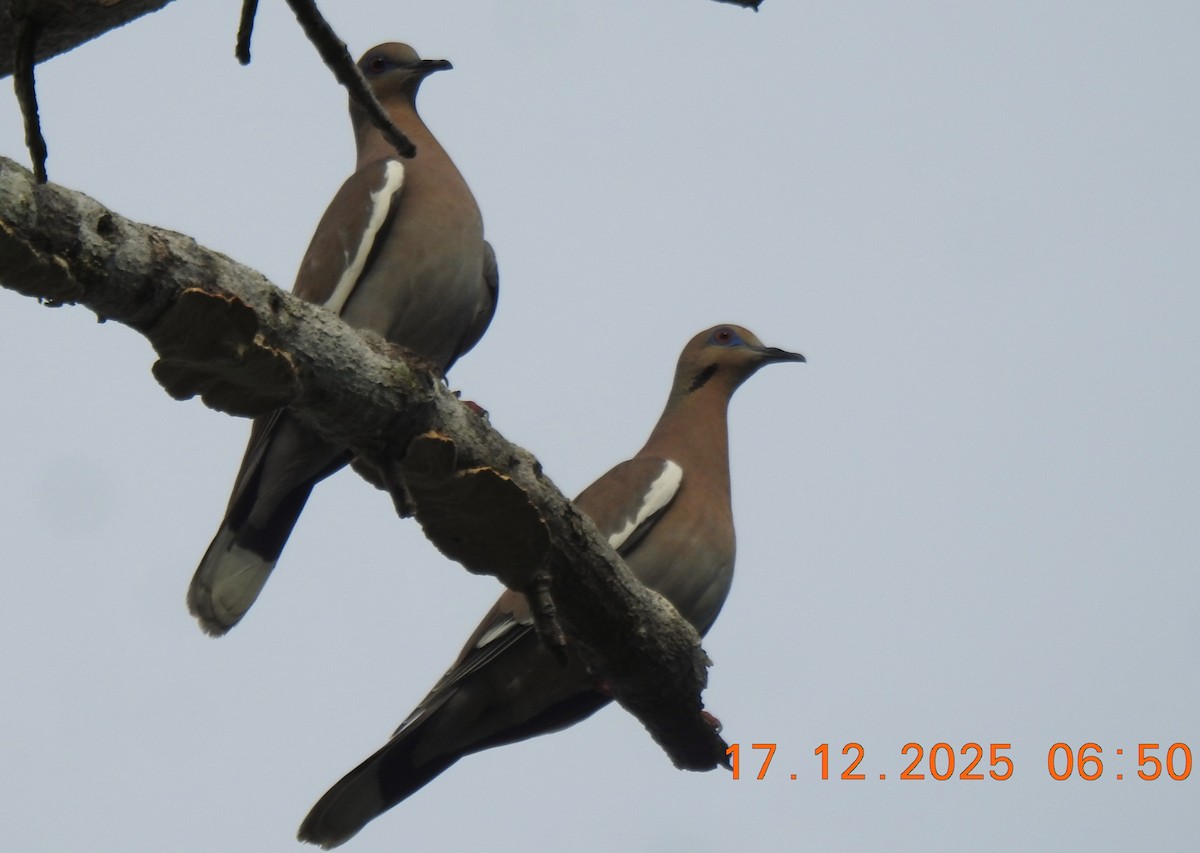 ハジロバト - ML647101775