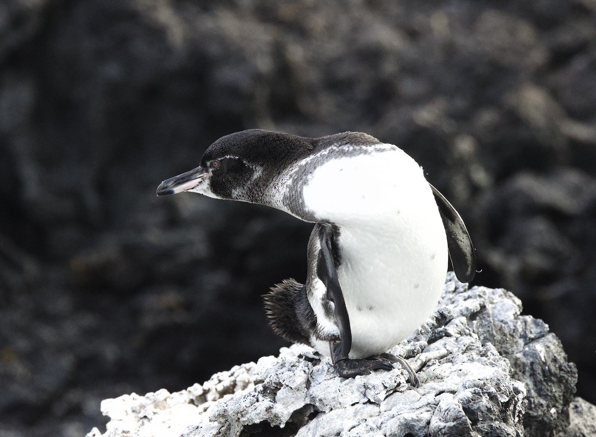 ガラパゴスペンギン - ML647101776