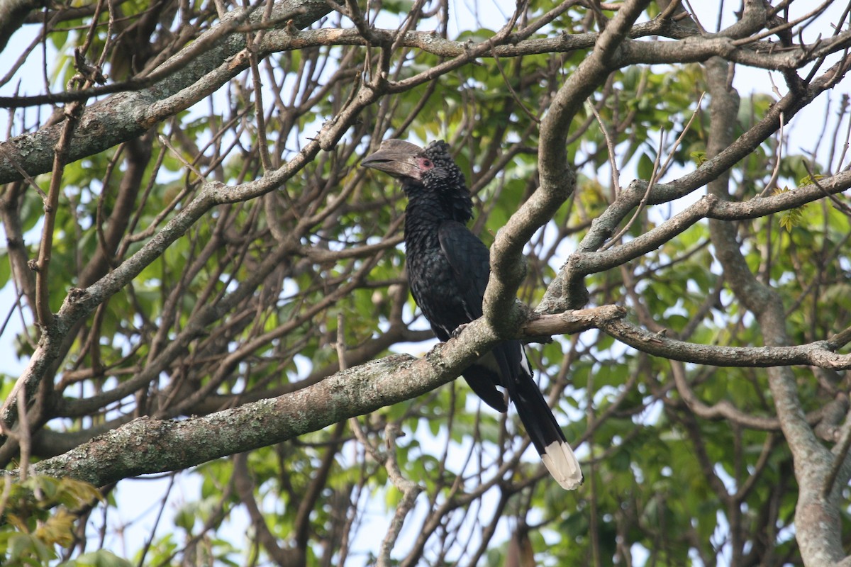 ギンガオサイチョウ - ML647101778