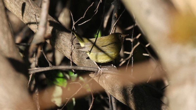 ハイムネアメリカムシクイ - ML647101780