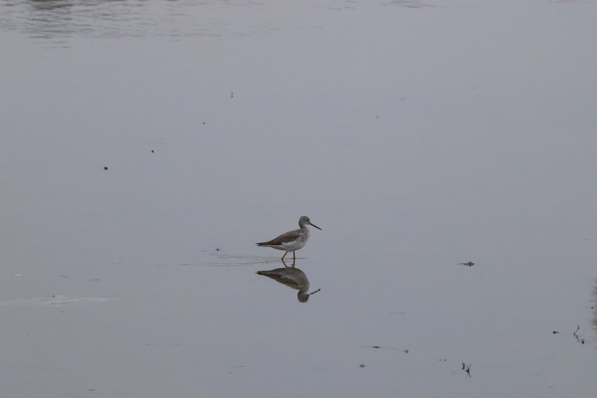 オオキアシシギ - ML647101781