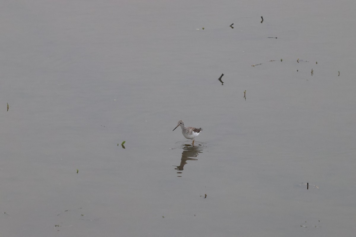 オオキアシシギ - ML647101782